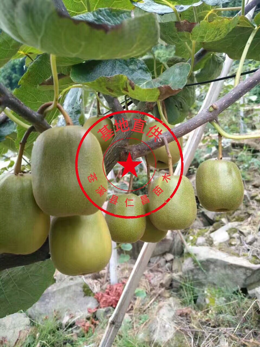 红阳猕猴桃苗  【热卖】有水杨桃嫁接的 免费技术 产地货源